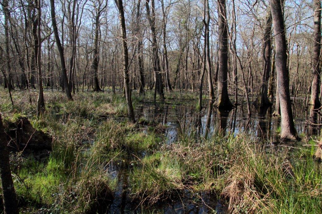 VOLONTANFIBI 2014: Parco Regionale MSRM